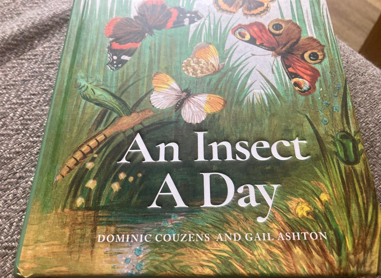 An Insect A Day